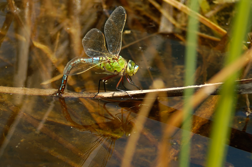 Anax imperator in deposizione